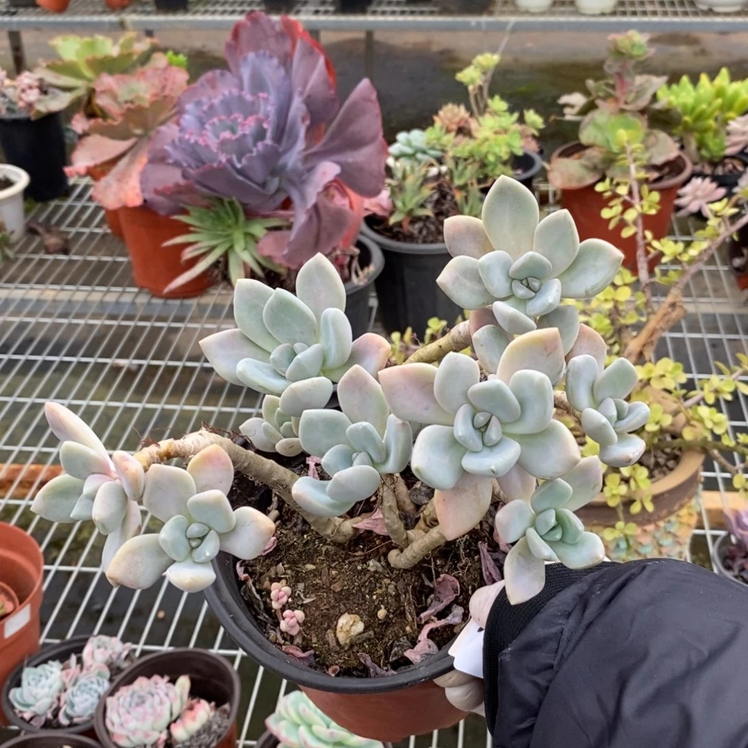 4458冬美人一物一拍