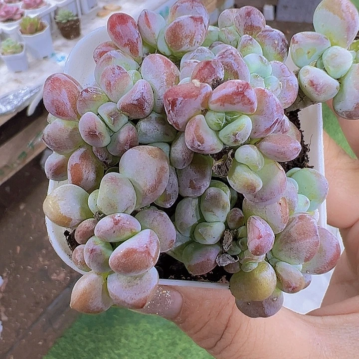 罗琦19包邮多肉植物