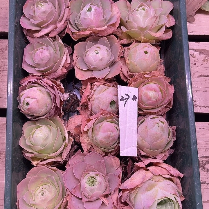 山地玫瑰27号，一物一拍15颗