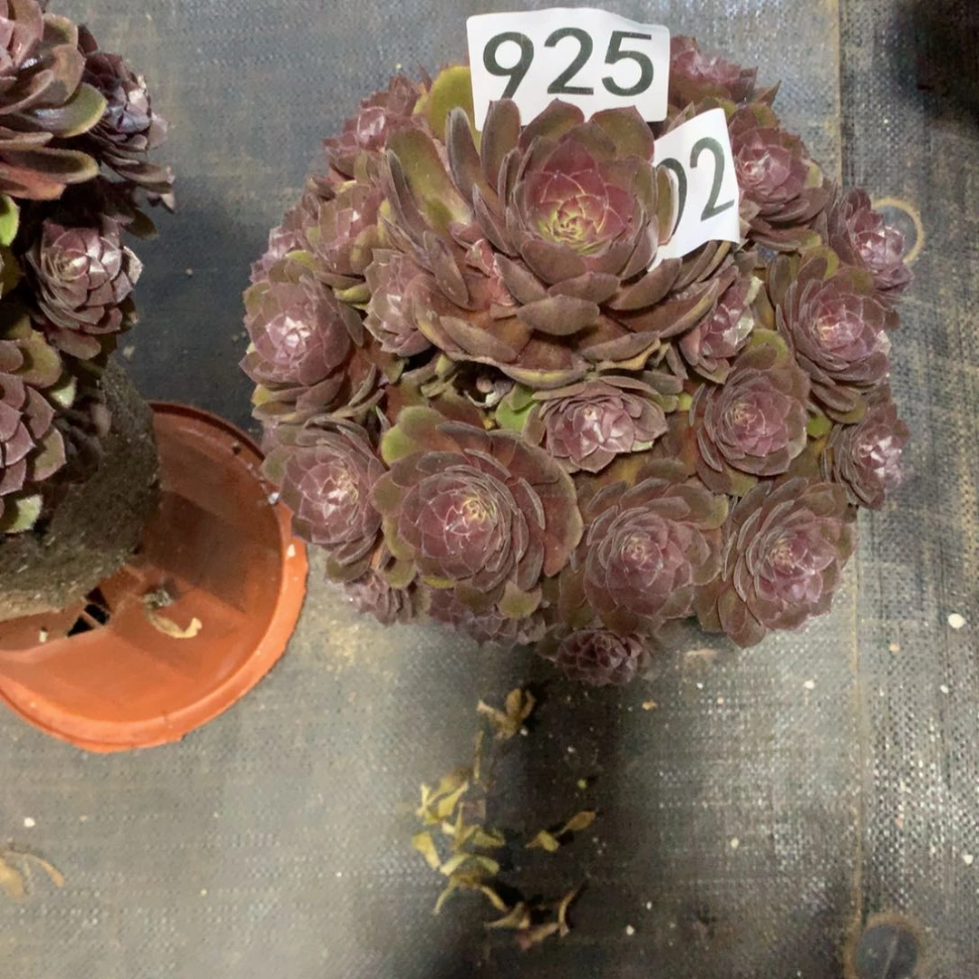 桃花石925法师多肉带盆发货
