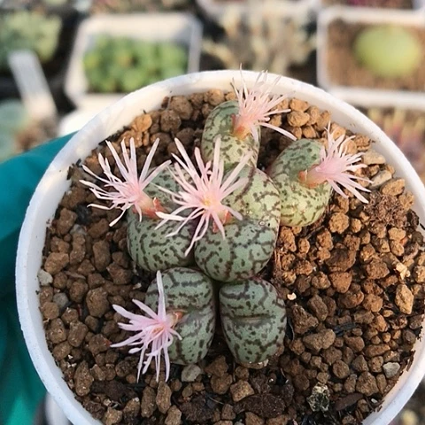 多肉肉锥 粉花安贞