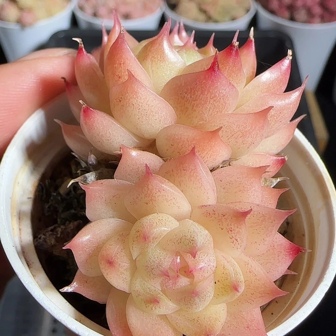 多肉1218-36麦秆麦秆