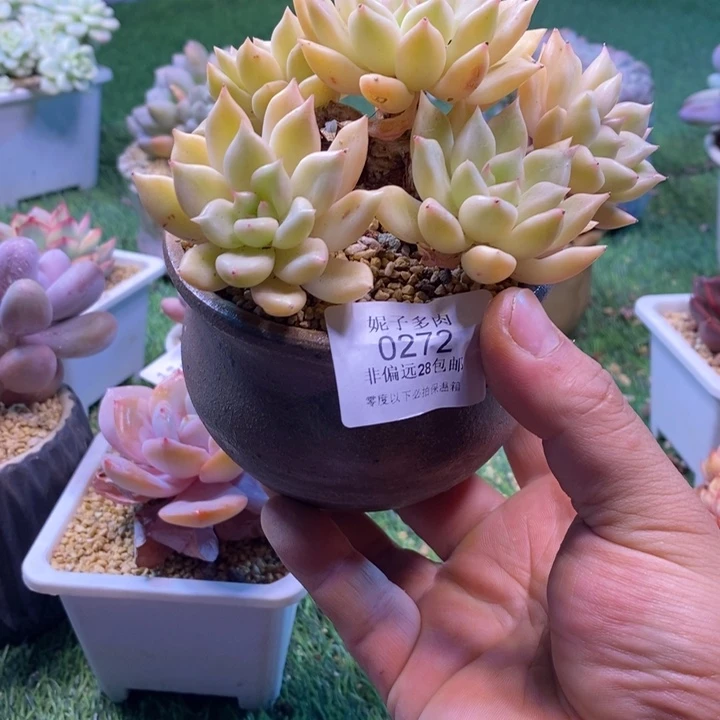 0272啊啊啊啊啊啊啊啊啊啊啊啊