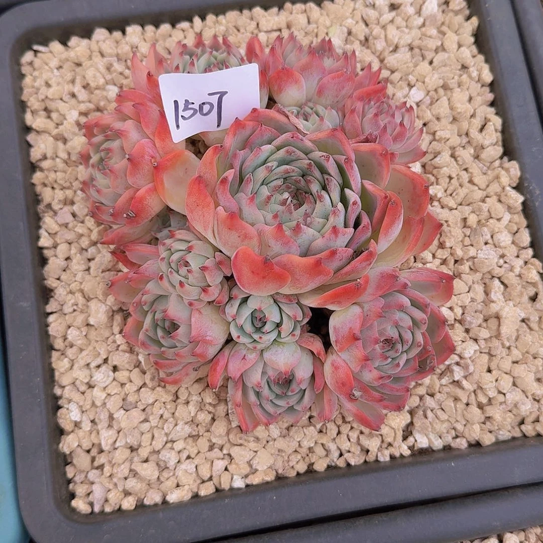 小*球1507吉娃娃多肉植物