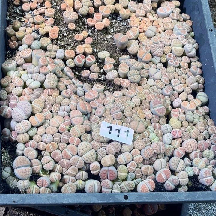 111 生石花一物一图初8发货