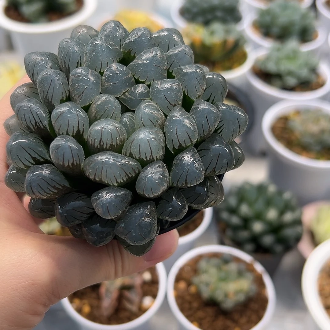 冰灯玉露母本十二卷多肉植物