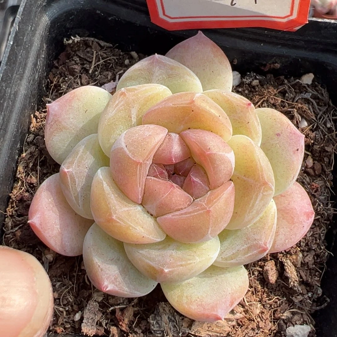 小卡拉米糖心一物一拍3-94