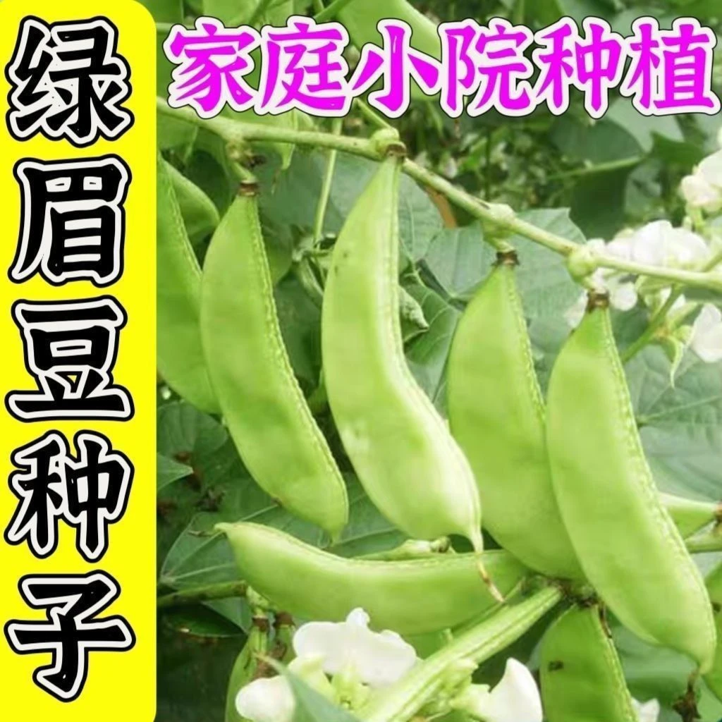 绿眉子绿荚蛾眉豆种子菜豆青扁籽春秋庭院蔬菜种子