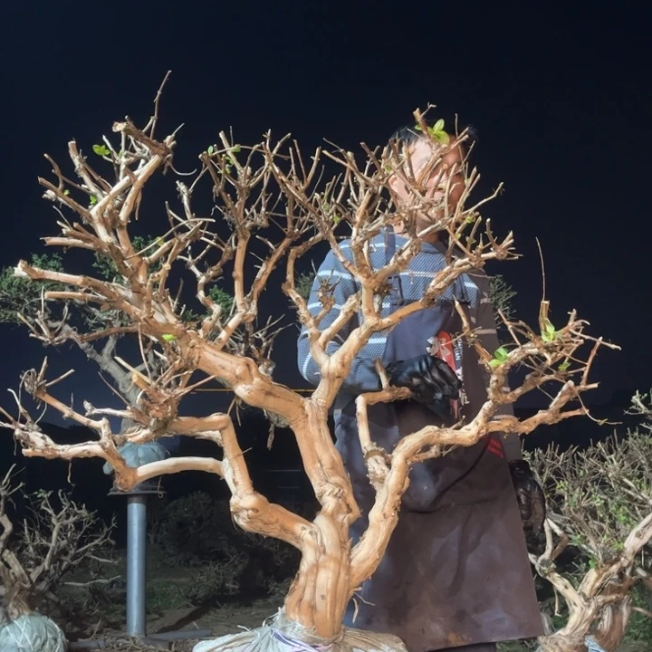 当前无花栽培后可以开花