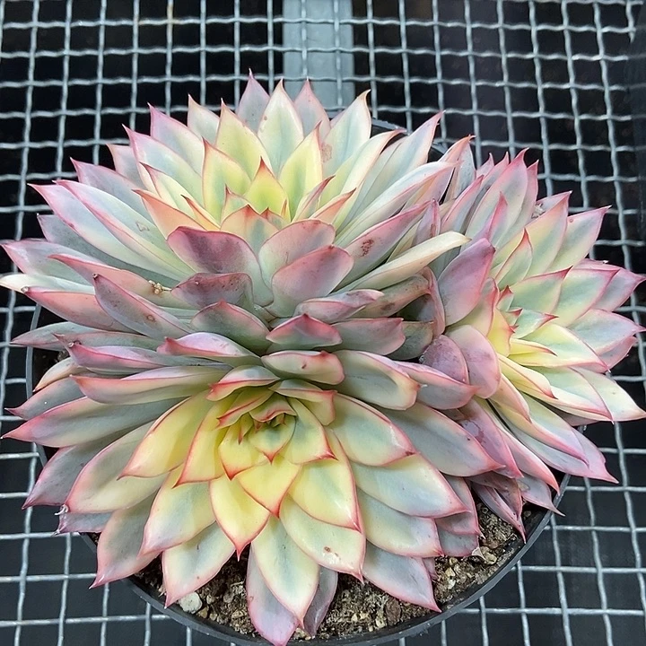 月光女神锦大群多肉