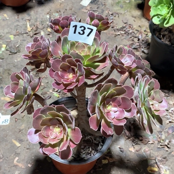 法师一物一拍137