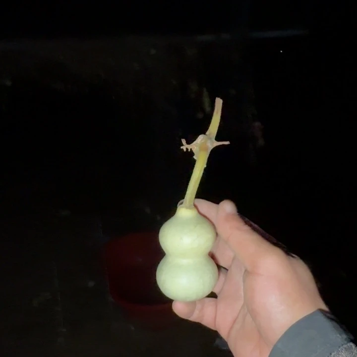 青皮葫芦不包成    送打皮方法手册