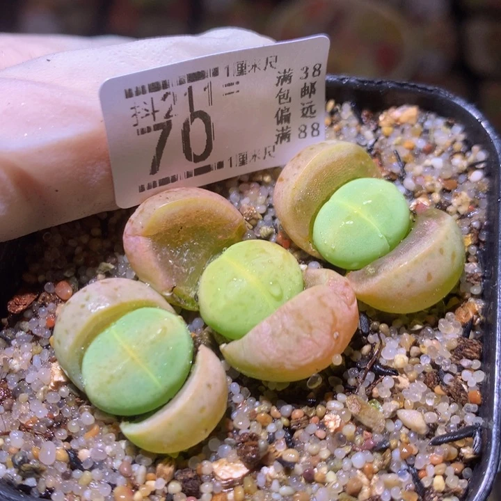 生石花多肉211.70