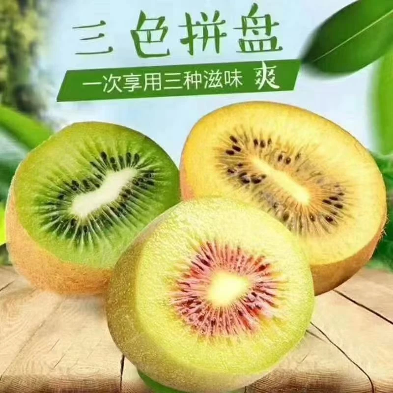 正宗西峡果园直发三色猕猴桃新鲜应季水果奇异果礼品盒整箱包邮