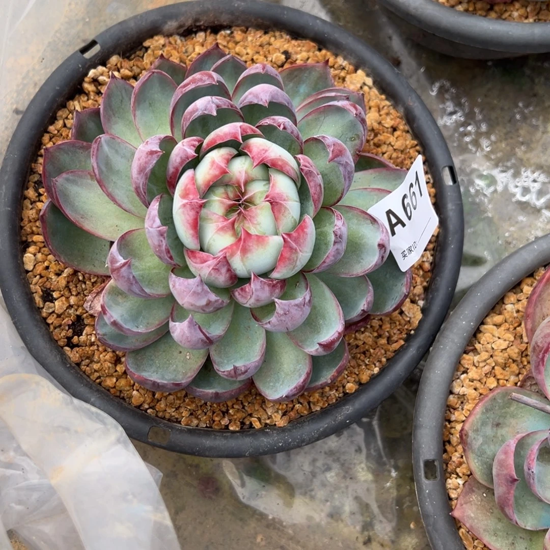 蔡***肉661号多肉多肉惊鸿多肉