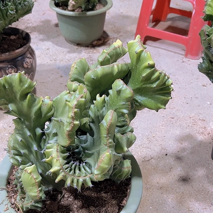 善*大戟科植物玉麒麟