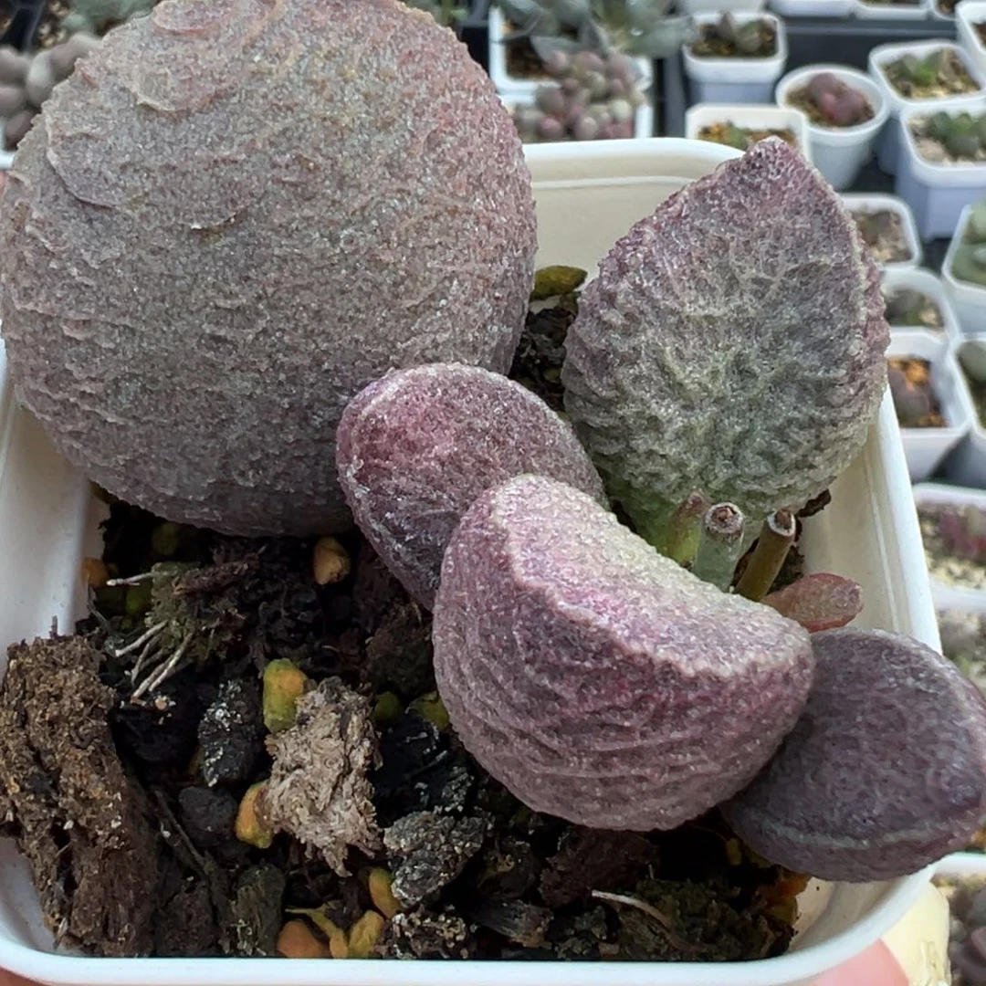 哈莫猪肝多肉植物