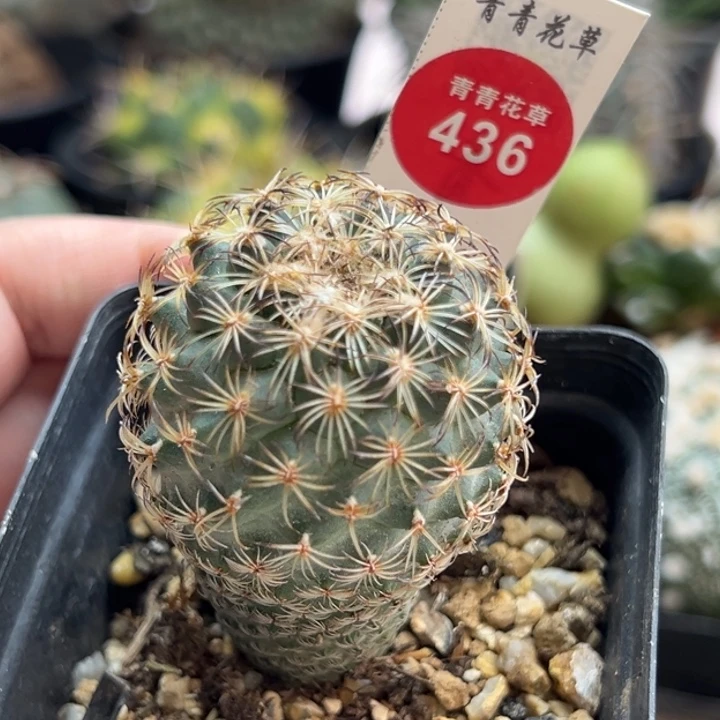实生伊莎贝拉娇丽4cm一棵仙人球