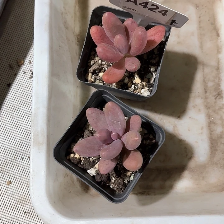 娇* v c xv h 424