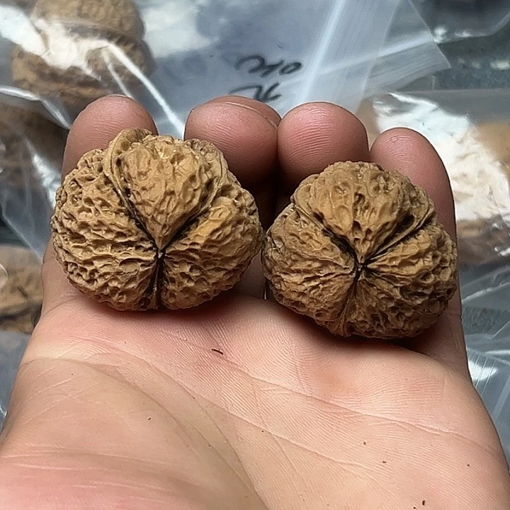 核桃11号佛肚37尺
