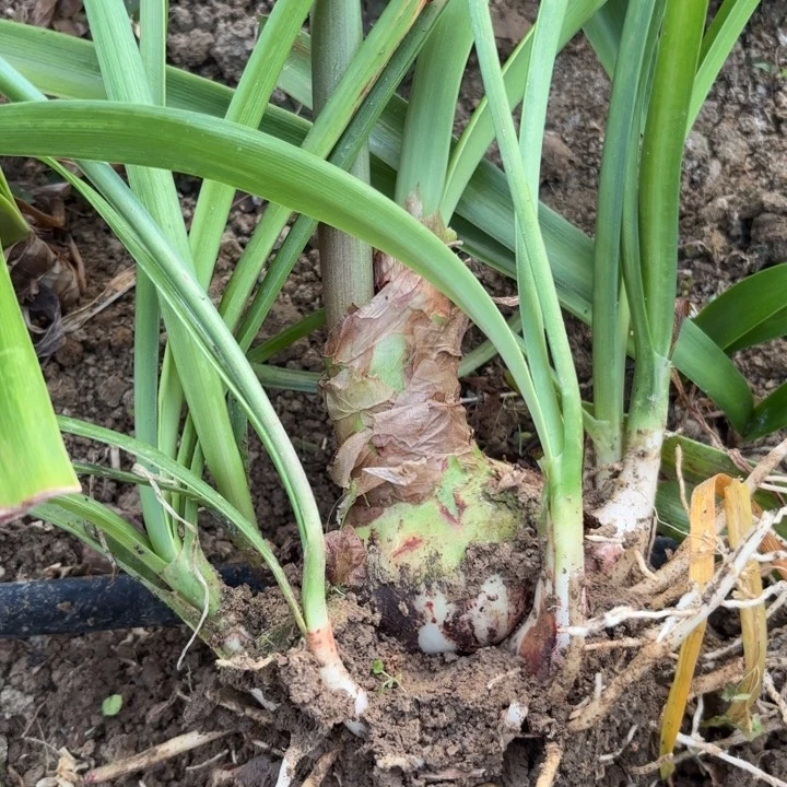 无花朵你**天伊莲娜包对版