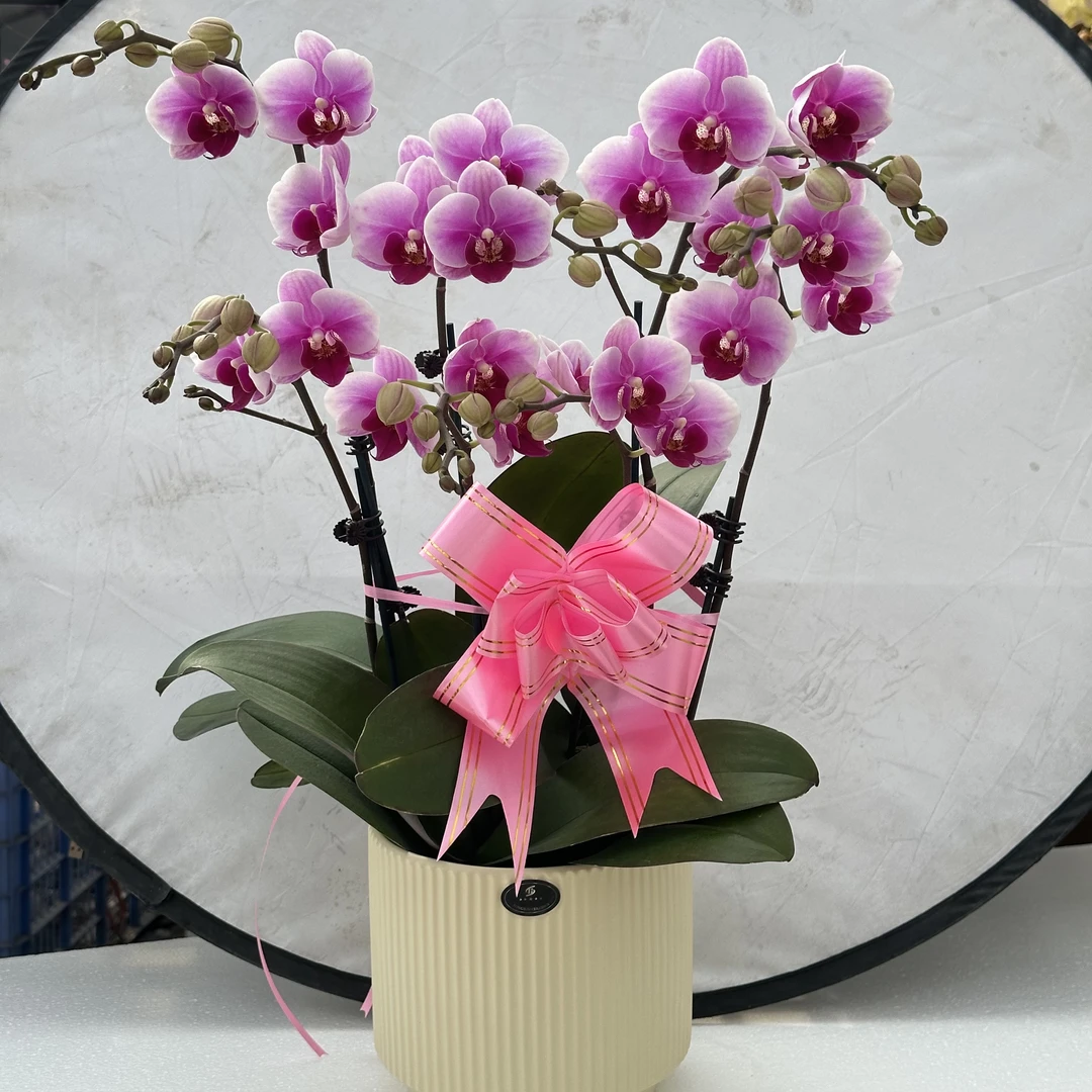 兰馨【粉珍珠】 蝴蝶兰盆栽 懒人花 室内花卉 花期长 好养活植株