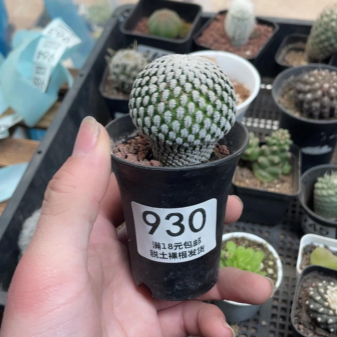 930白蝎子（满18包邮）