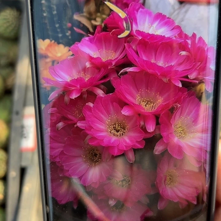43白檀苏珊娜歪3个无根小侧芽20包邮
