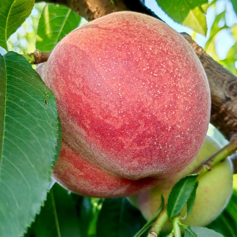 【平谷鲜桃】突围水蜜桃现摘现发毛桃（2斤送1斤 3斤送2斤)桃子同城送北京市