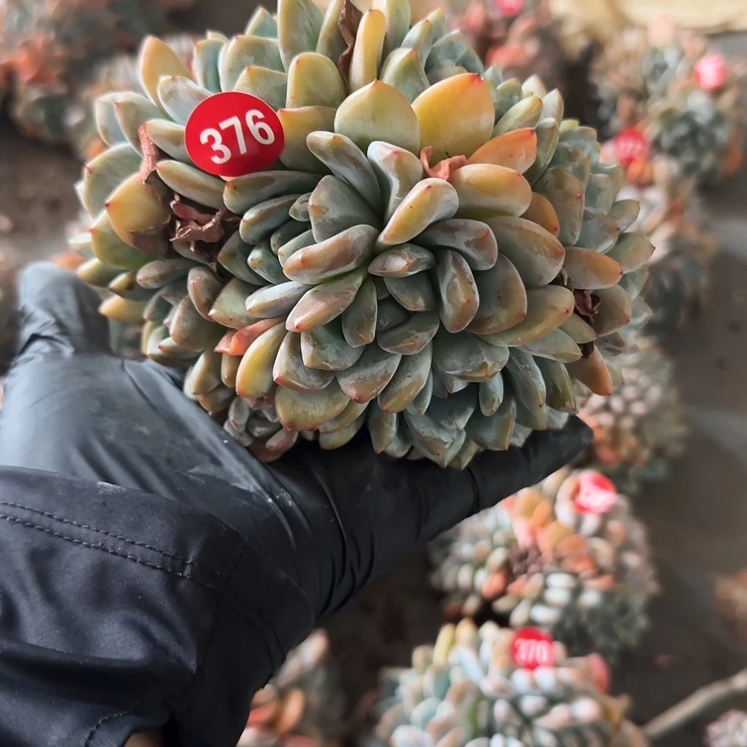 11头石榴子缀化朵朵缀