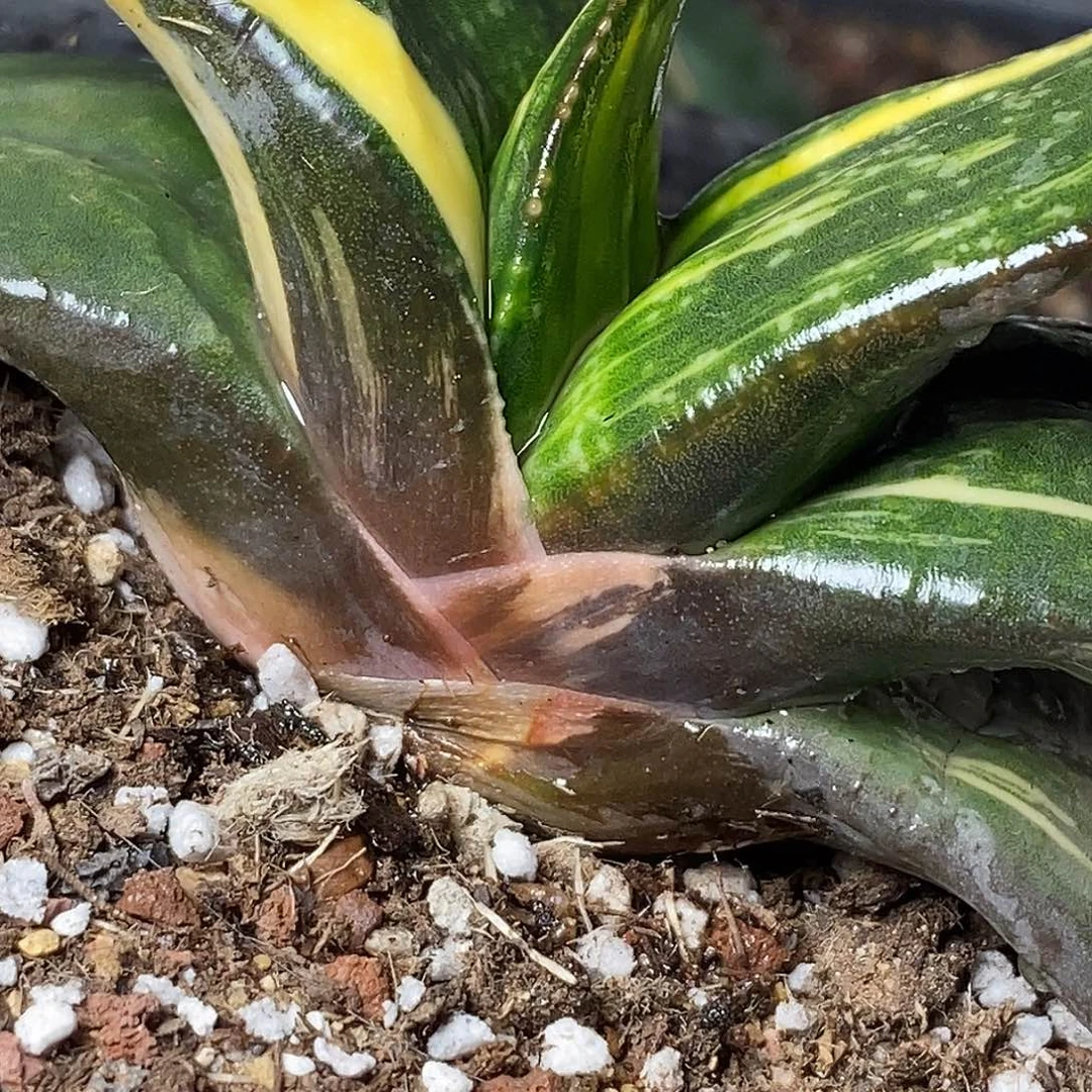 不带盆脱土裸根发货（实生）