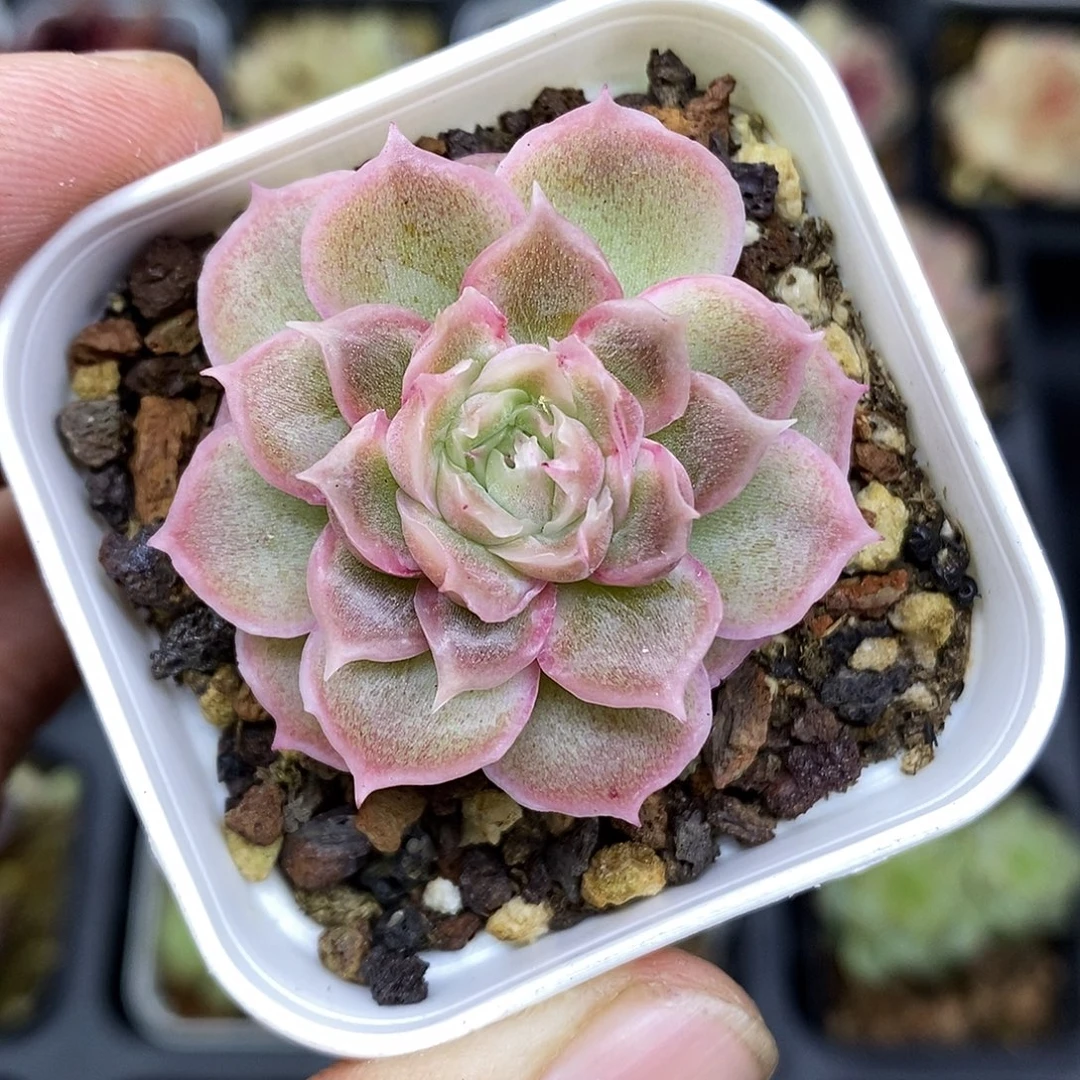 水晶虾饺5厘米盆多肉植物