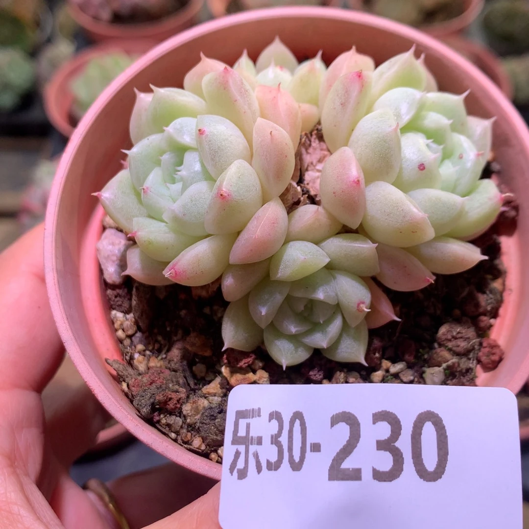 乐然30-230 麦秆群 不包整