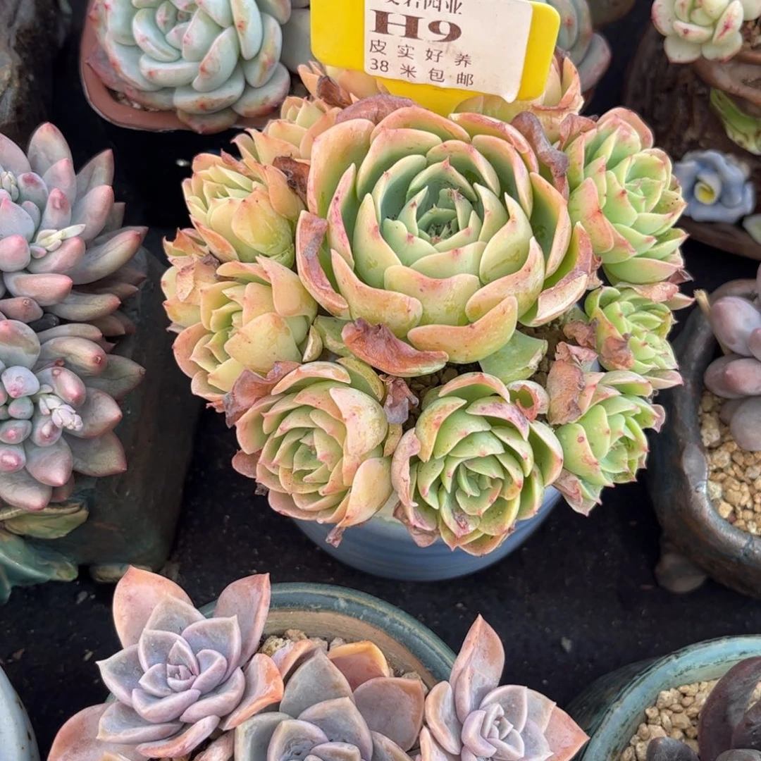 佛****蔡多肉植物111碧淘