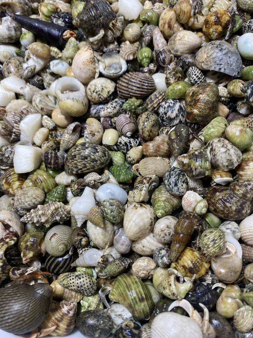 批发摆摊灰白寄居蟹小豆丁外岛豆丁绿豆