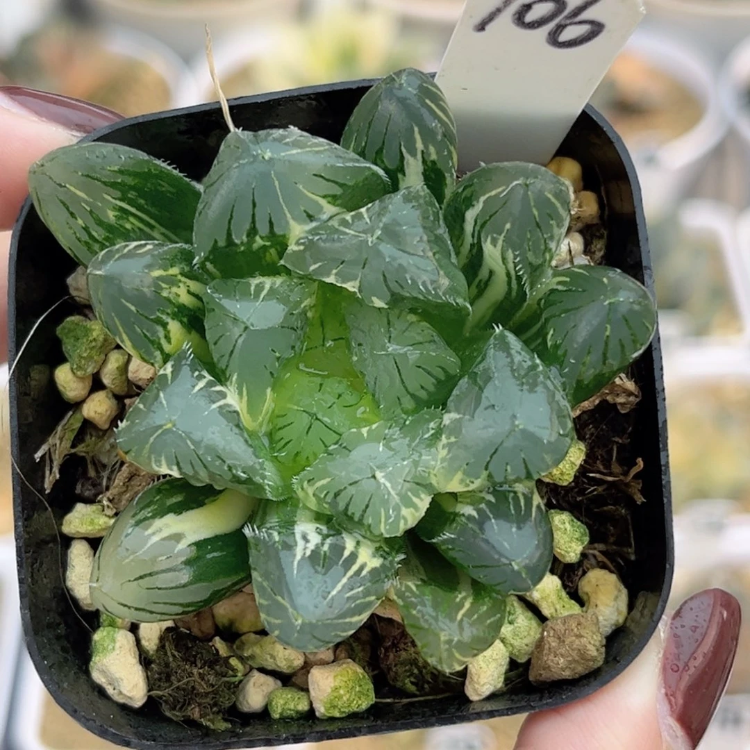 106别系玉露锦福利专场