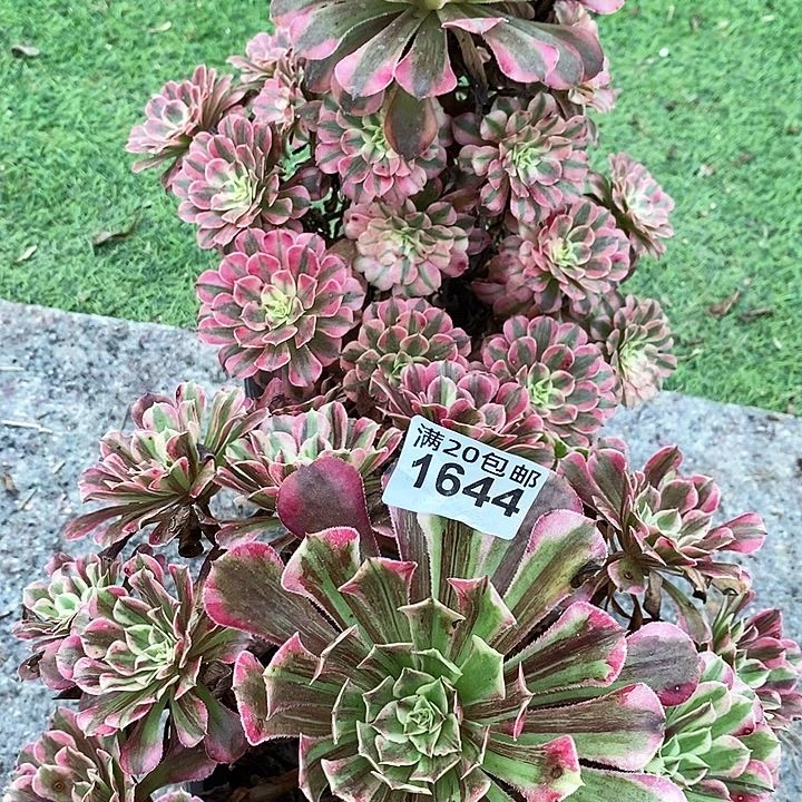 1644 两颗法师多肉