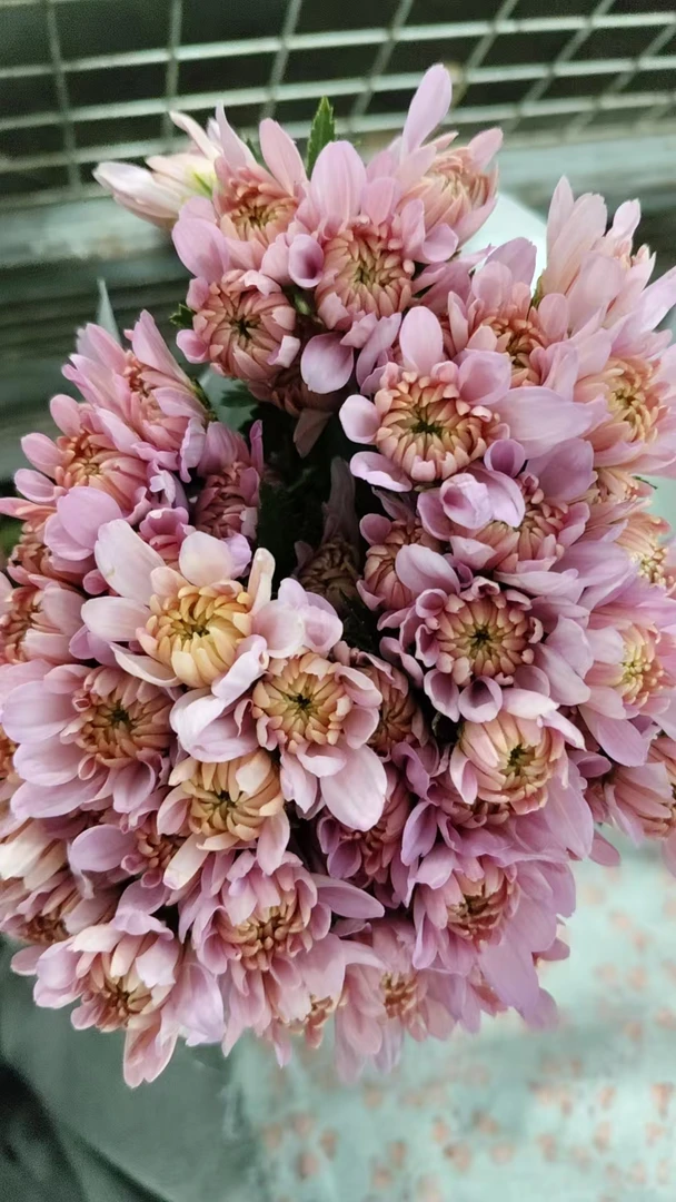 白桃乌龙小雏菊一把（8到10支）   云南基地鲜花   家养    水养