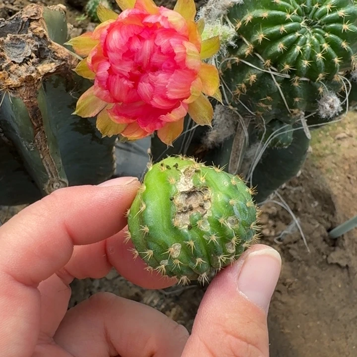 324新品丽花歪无根侧牙有伤丑3公分左右一个