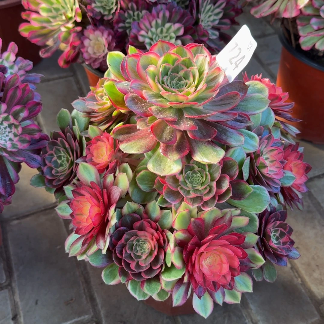 多肉植物724黑魔锦