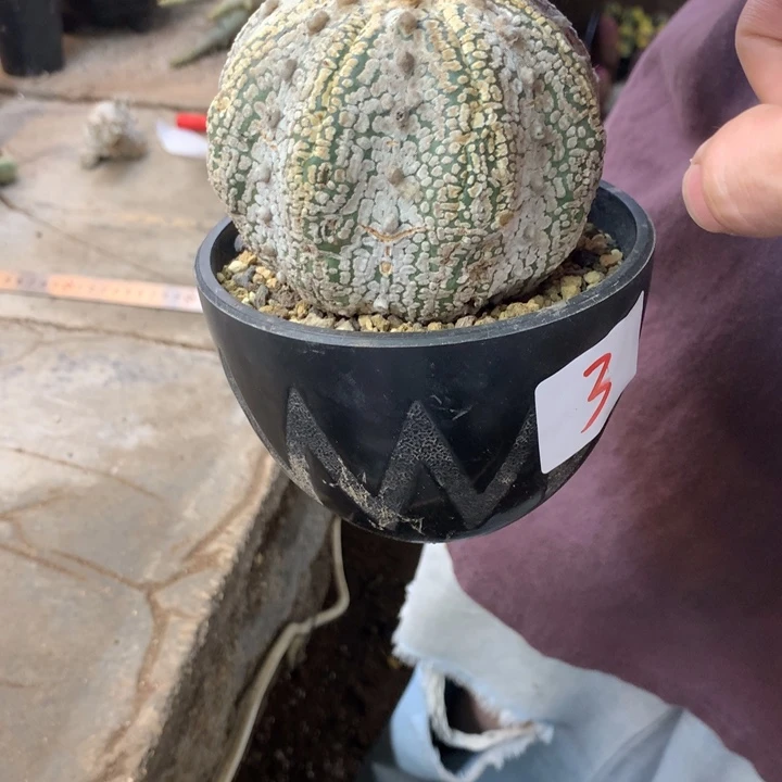 星兜3号没有根。。。。。