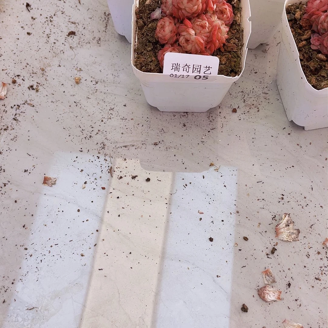 000000000000005量拍