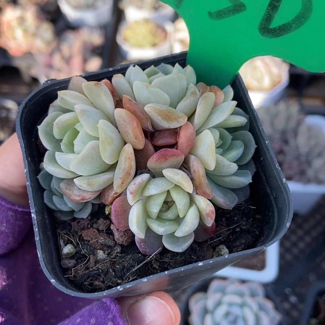 750容晶多肉植物多肉