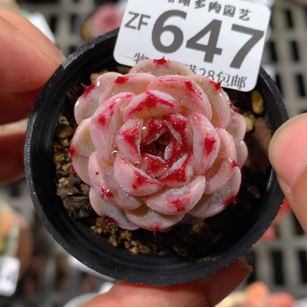 5CM拇指盆精控多肉ZF647