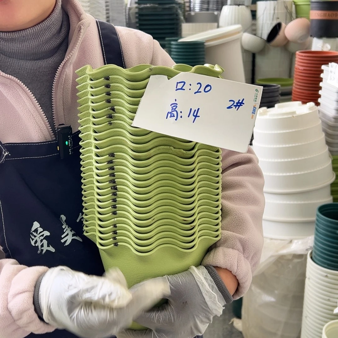 瑕疵荷叶边2#果绿色8个无托