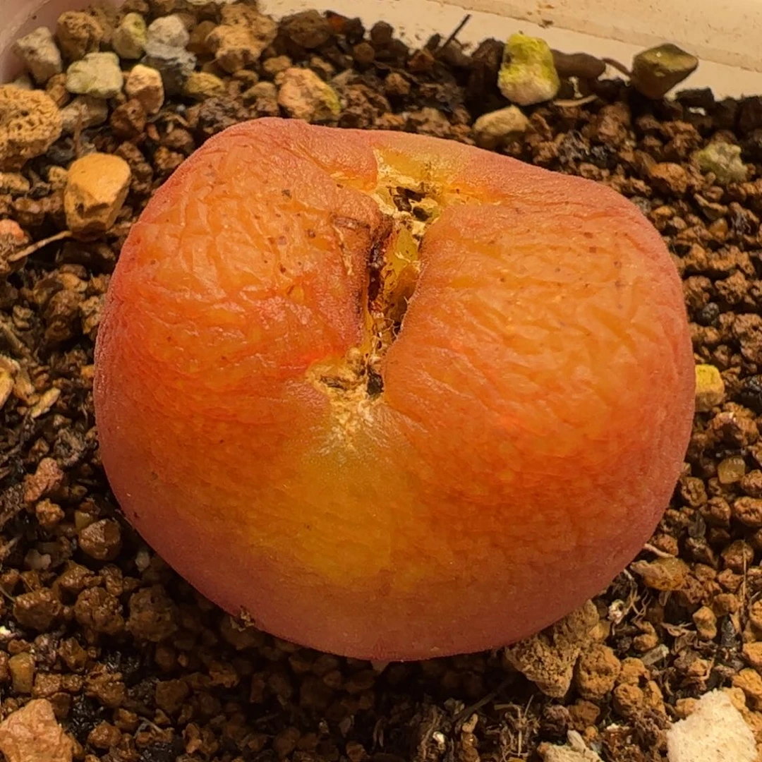 2.5厘米水蜜桃多肉植物