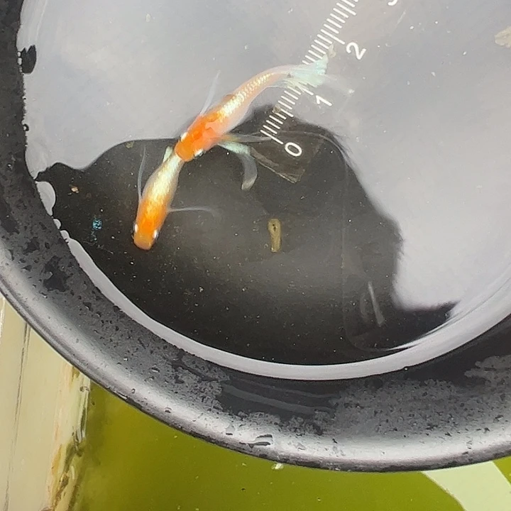 青鳉鱼红白赤壁真长鰭1对
