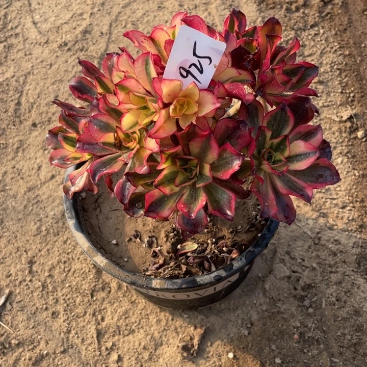 法师植物魅影法师925