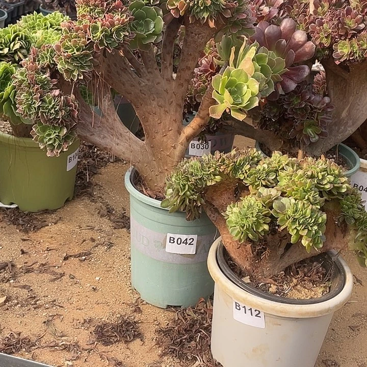 B042-112柠檬缀化万圣节缀化28.8-2两棵脱土包邮