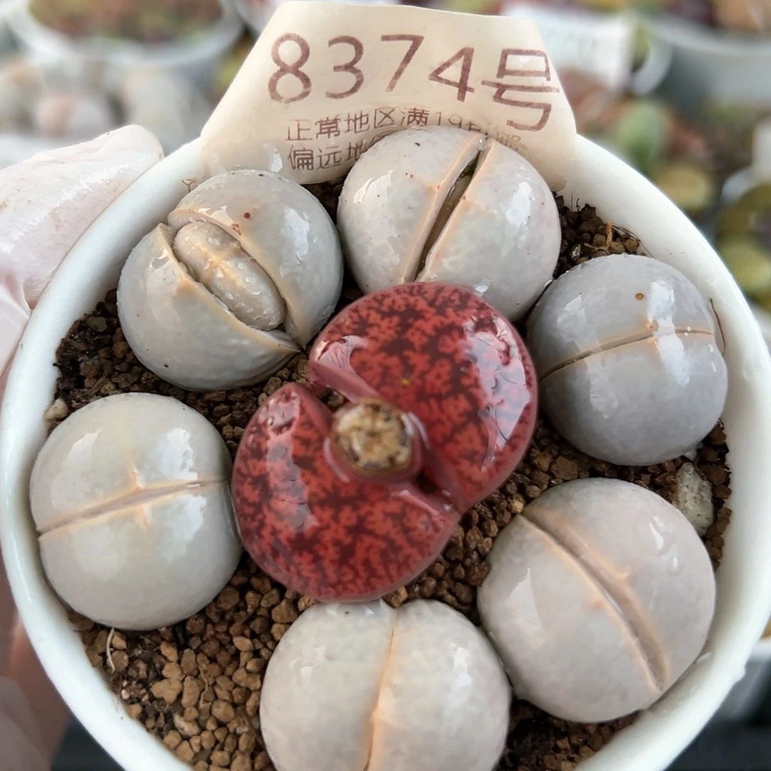 好养易活生石花大母本8374